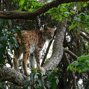 Northern lynx (Lynx lynx lynx)
