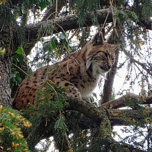 Northern lynx (Lynx lynx lynx)