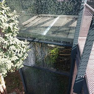 Long-tailed broadbill exhibit