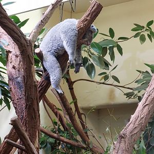 Koala having a bad day