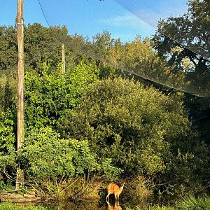 Sitatunga in African walkthrough aviary