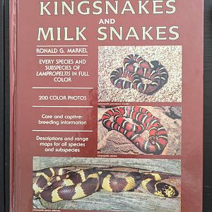 Kingsnakes and Milk snakes