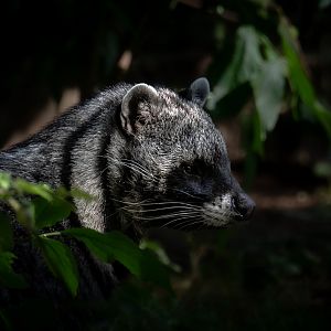 African Civet (civettictis civetta) 08/24