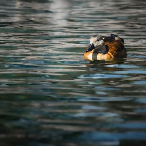 South African Shelduck (tadorna cana) 08/24