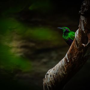 Emerald Starling (lamprotornis iris) 08/24