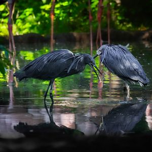 Black Heron (egretta ardesiaca) 08/24