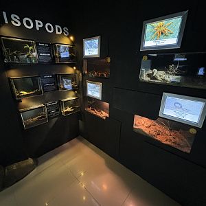 Rimba Biodiversiti Building - Isopods