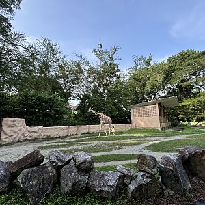Giraffe Exhibit