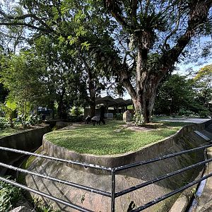 Malayan Tapir Exhibit #1 (ex-elephant)