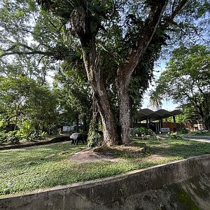 Malayan Tapir Exhibit #1 (ex-elephant)