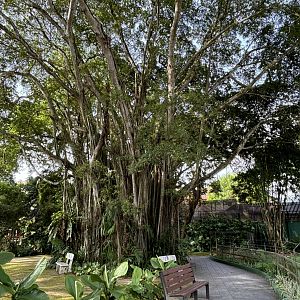 Beautiful Jungle Tree