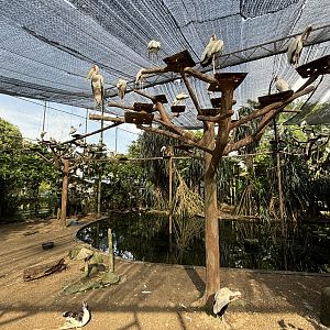 Walk-through Aviary #1