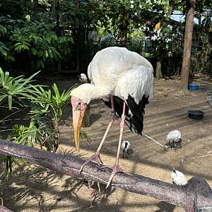 Walk-through Aviary #1 - Milky Stork