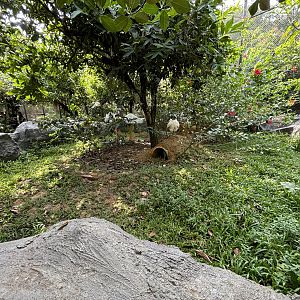 Lesser Mouse-deer Exhibit