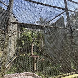 White-crowned Hornbill Aviary