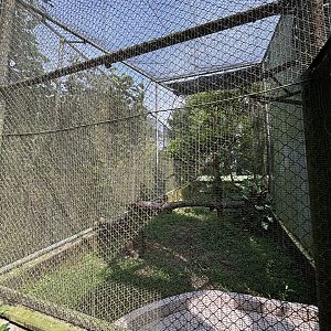 Wrinkled Hornbill Aviary
