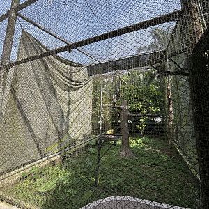 Rhinoceros Hornbill Aviary