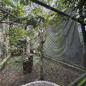 Great Hornbill Aviary
