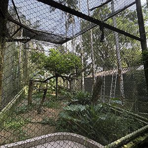 Brahminy Kite Aviary