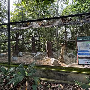 Malayan Peacock Pheasant Aviary