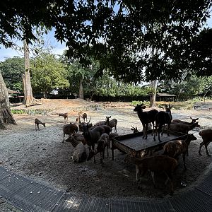 Axis/Hog/Sambar Deer Exhibit