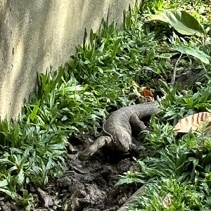 Asian Water Monitor - wild