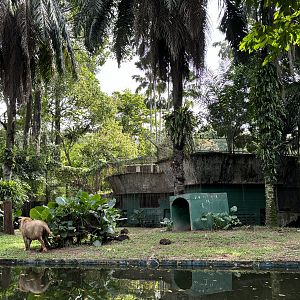 Lion Exhibit