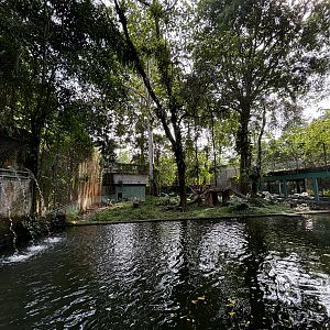 Malayan Tiger Exhibit #1