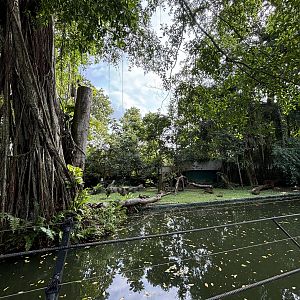 Malayan Tiger Exhibit #2