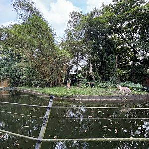 Tiger Exhibit #3 - White Bengal