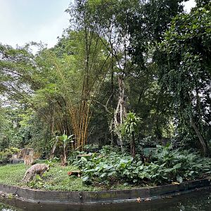 Tiger Exhibit #3 - White Bengal