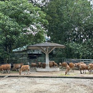 Banteng Exhibit