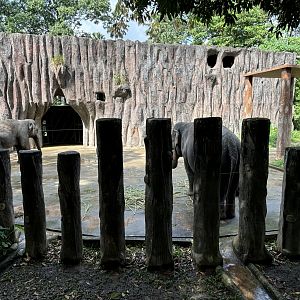 Asian Elephant Exhibit