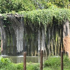 Asian Elephant Exhibit - waterfall