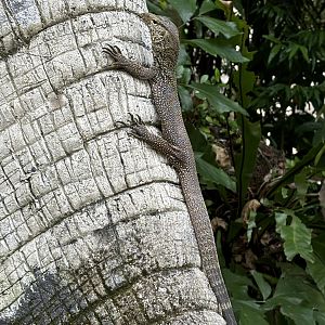 Wild Monitor Lizard on Elephant Statue