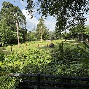 Asian Elephant Exhibit