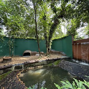 Striped Hyena Exhibit #1