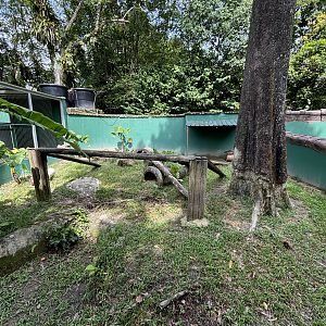 Brush-tailed Porcupine Exhibit