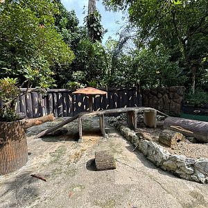 African Crested Porcupine Exhibit