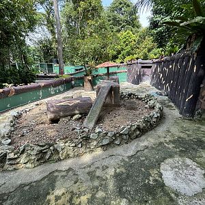 African Crested Porcupine Exhibit