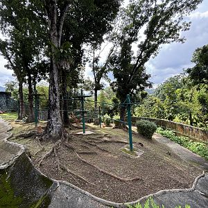 Orangutan Exhibit #1 - Sumatran