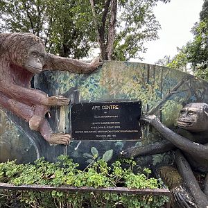 Orangutan + Chimpanzee Statue