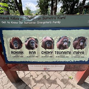 Sumatran Orangutan Exhibit Sign