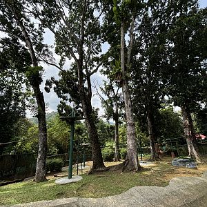 Orangutan Exhibit #1 - Sumatran