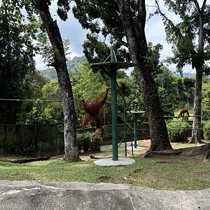 Orangutan Exhibit #1 - Sumatran
