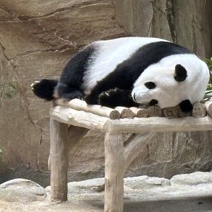 Giant Panda