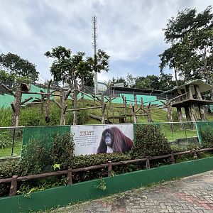 Orangutan Exhibit #2 - Bornean