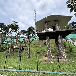 Orangutan Exhibit #2 - Bornean