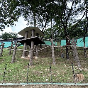 Orangutan Exhibit #3 - Bornean
