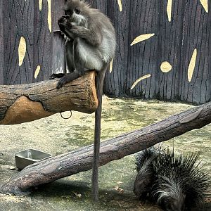 White-thighed Surili - wild